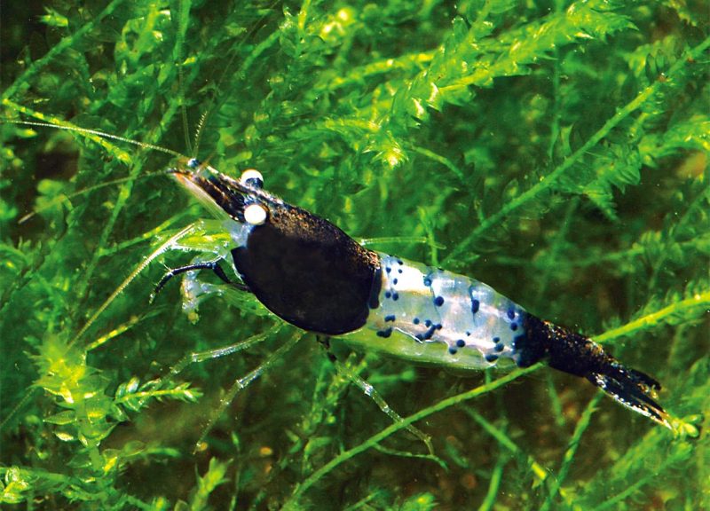 carbon rili shrimp 441626