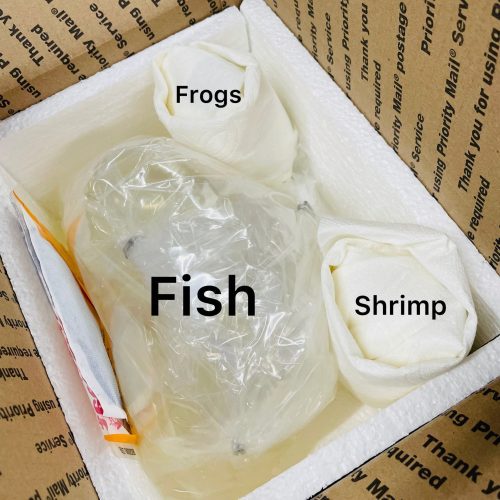 carbon rili shrimp 470655