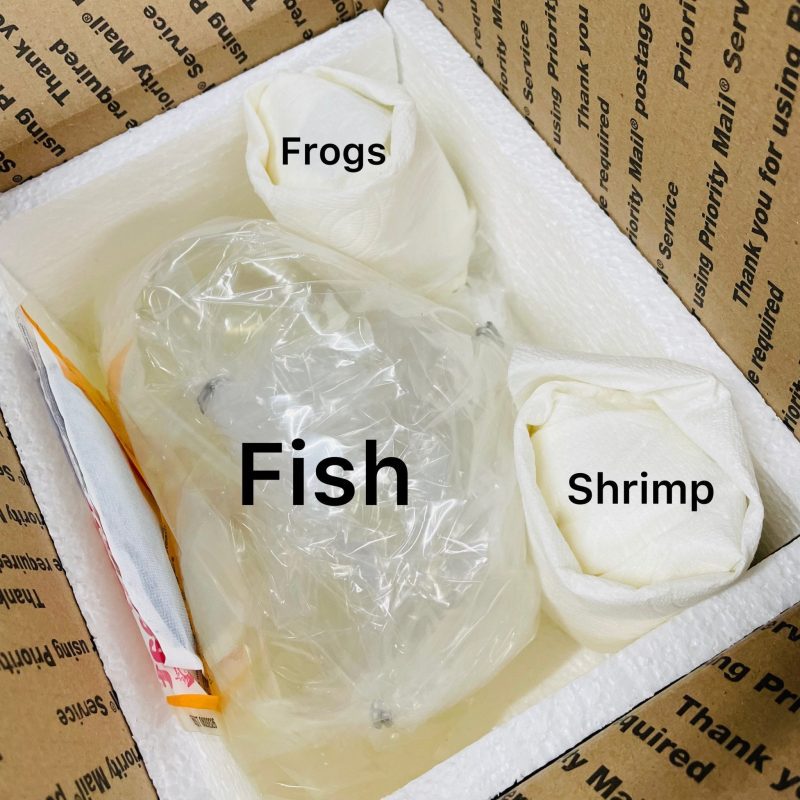 carbon rili shrimp 470655