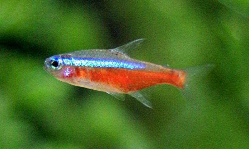 cardinal tetra 181926