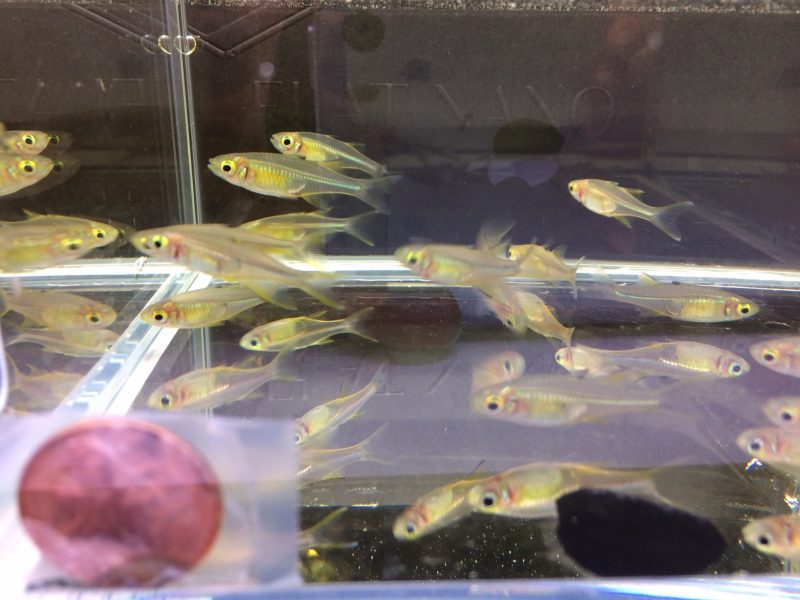 celebes rainbow fish 131875