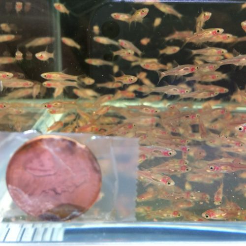 chili rasbora 648437