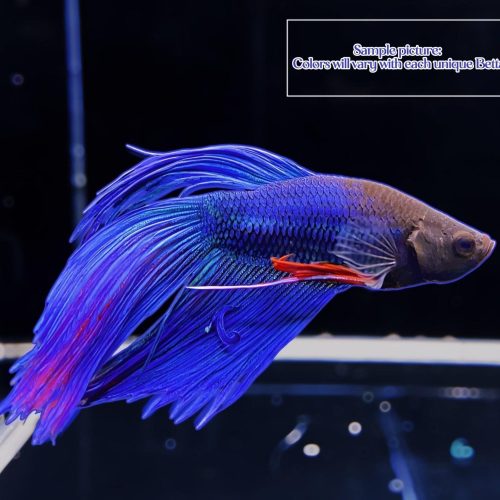 classic betta 169222