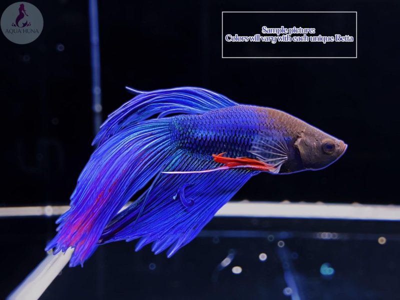 classic betta 169222