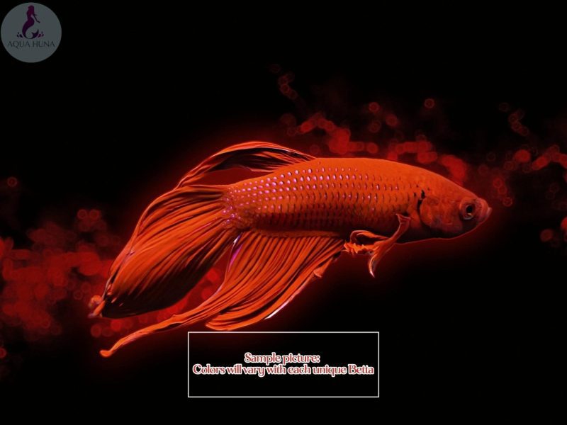 classic betta 799998