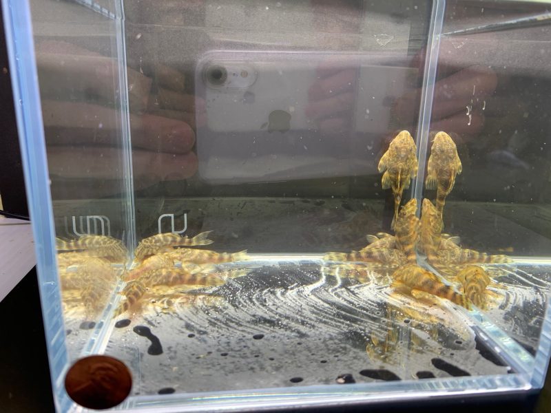 clown pleco 10 to 2 665217