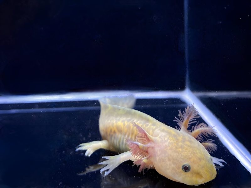 copper axolotl 164239