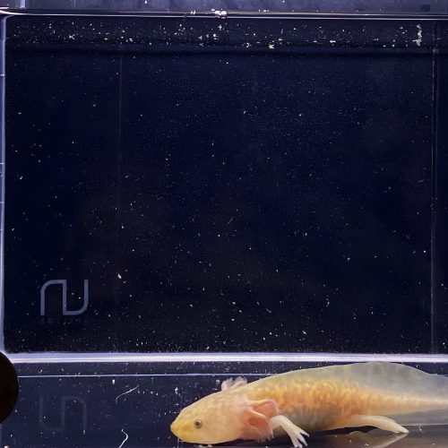 copper axolotl 167403