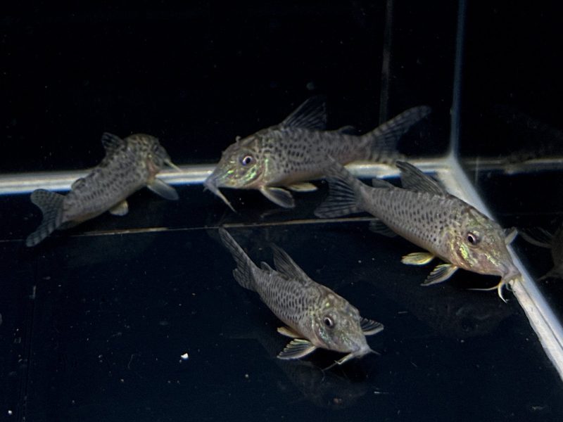 corydoras acutus 637252