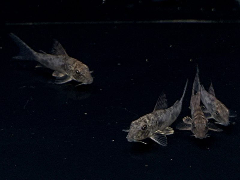 corydoras ellisae 454951