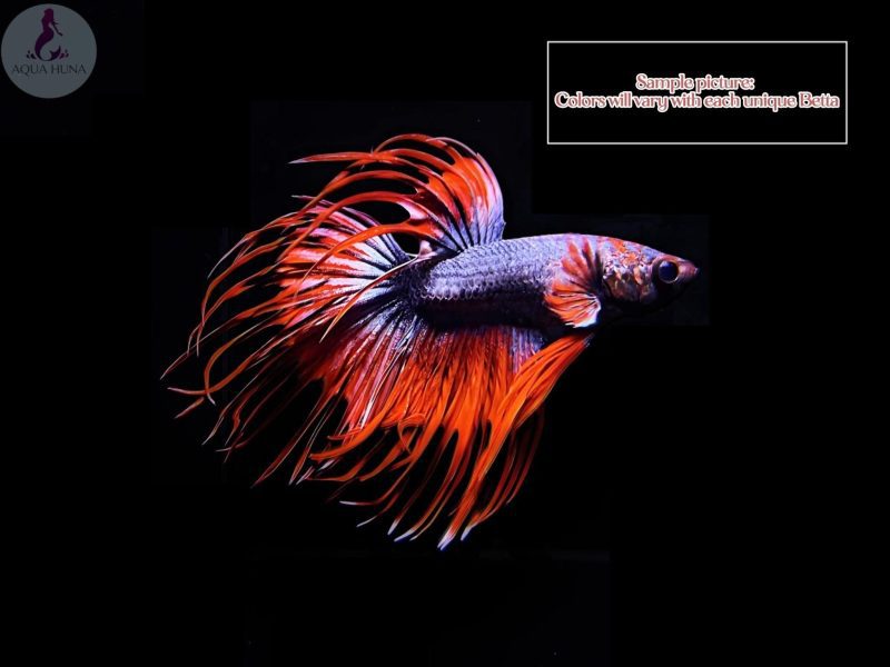 crowntail betta male 230486