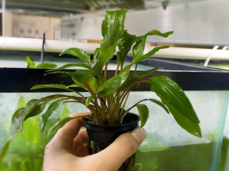 cryptocoryne lutea potted plant 777969