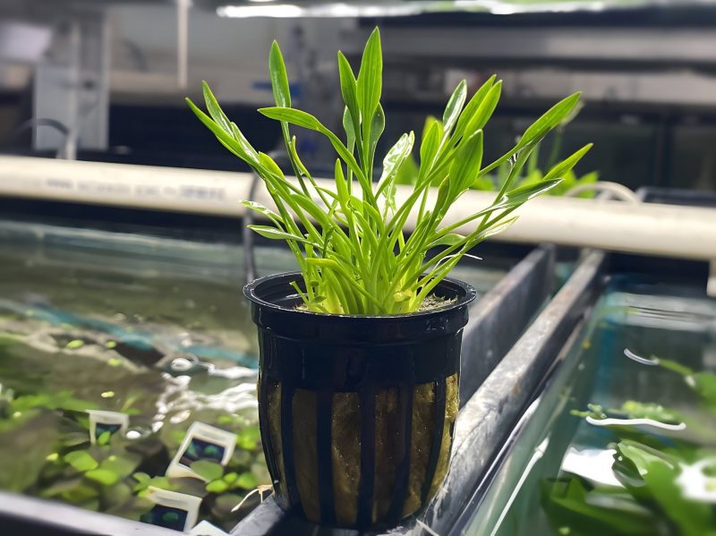 cryptocoryne parva potted plant 502255