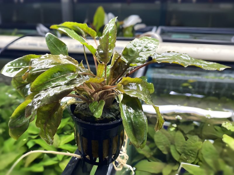 cryptocoryne wendtii bronze potted plant 400976