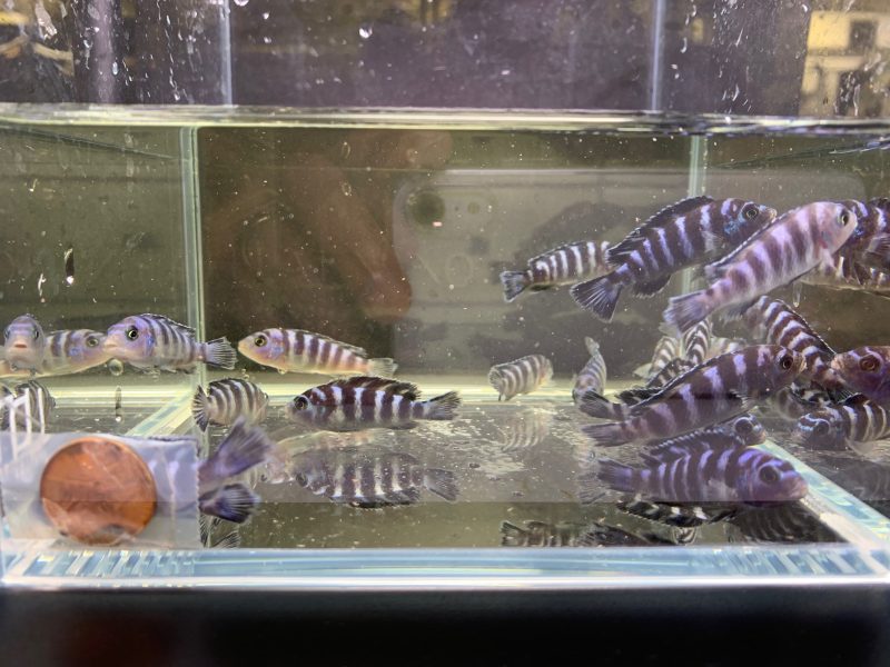 demasoni cichlid 1 322715