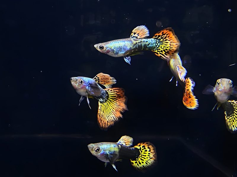 dumbo ear guppy males 693762