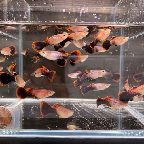 eclipse guppy males 329948