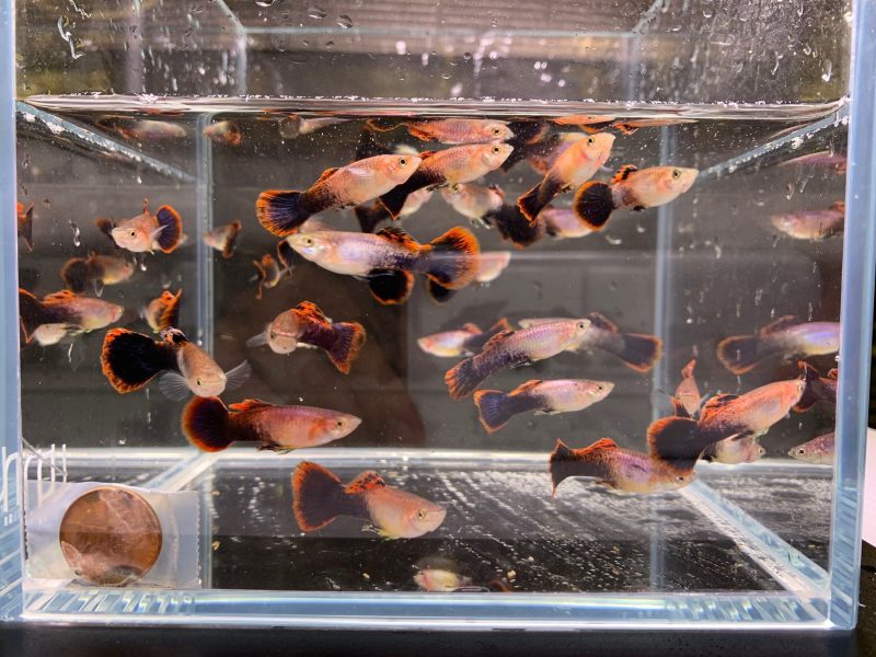 eclipse guppy males 329948