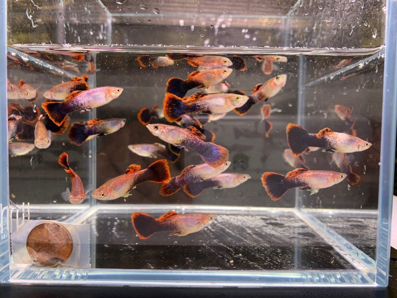 eclipse guppy males 521179