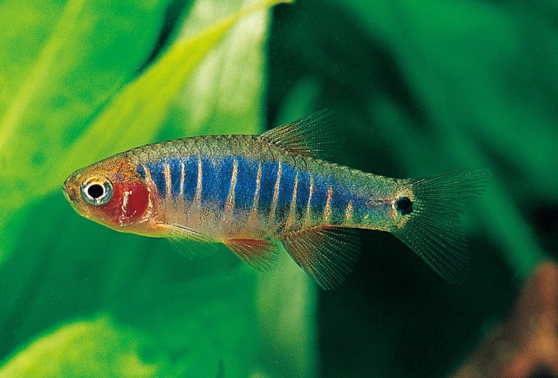 emerald dwarf rasbora 198926