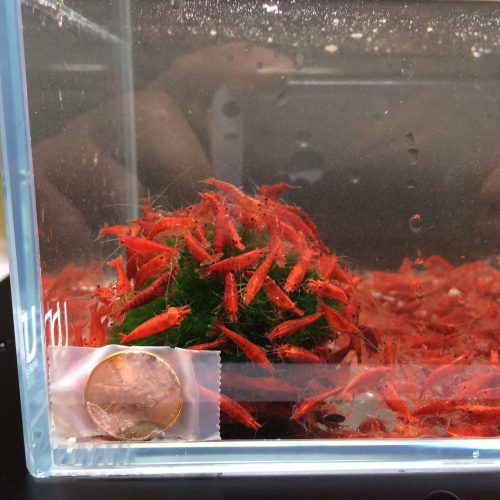 fire red cherry shrimp 396450