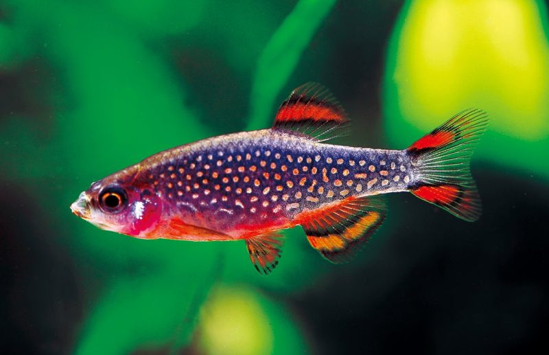 galaxy rasbora celestial pearl danio size s 144779