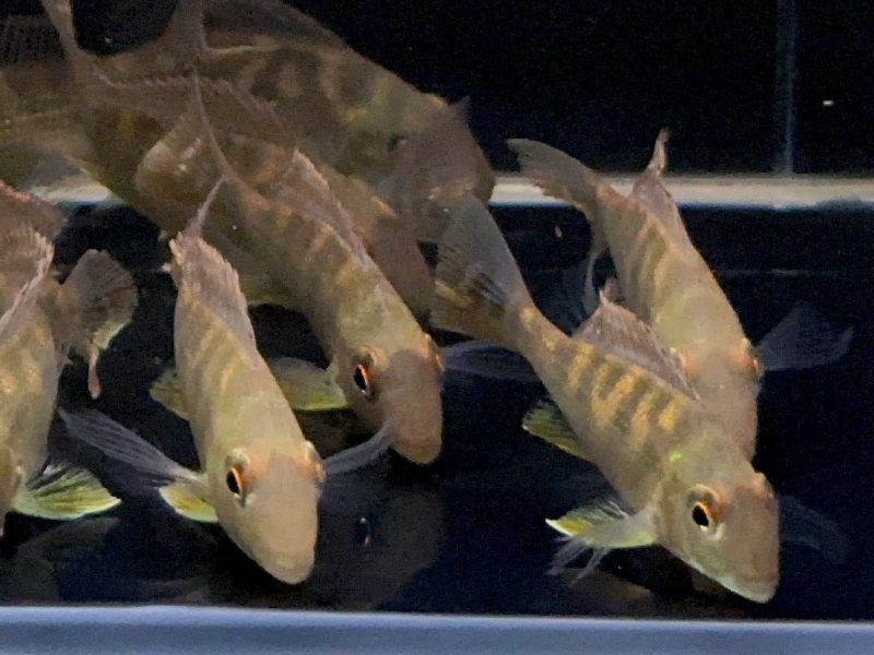 geophagus surinamensis 828224