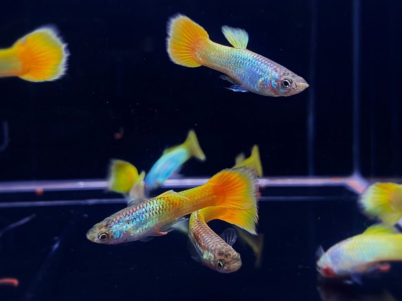 german yellow guppy males 351415