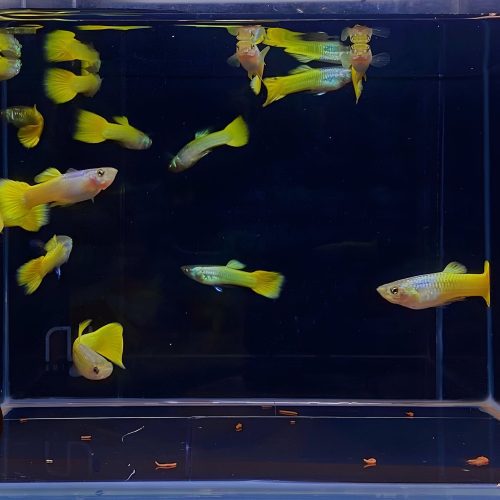 german yellow guppy males 434262