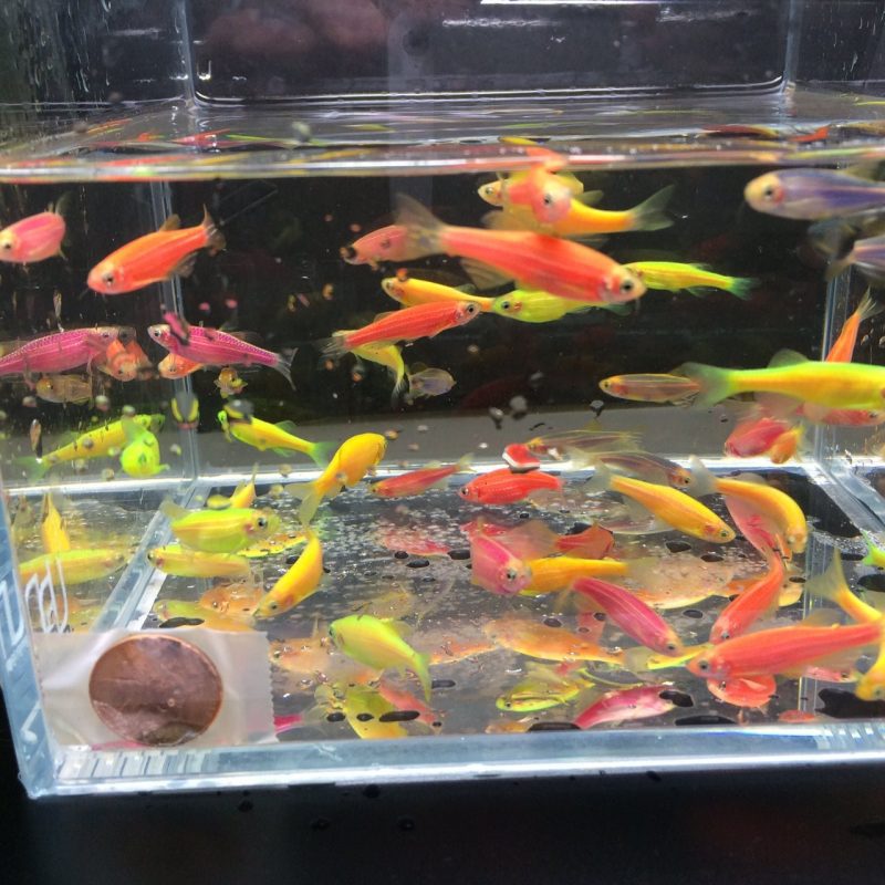 glofish assorted danio 274574