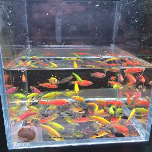 glofish assorted danio 556957