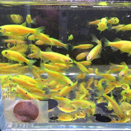 glofish green danio 324390