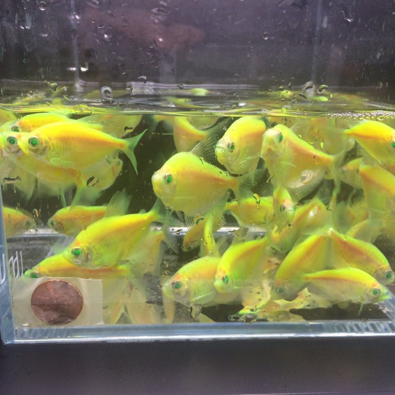 glofish green tetra 225635