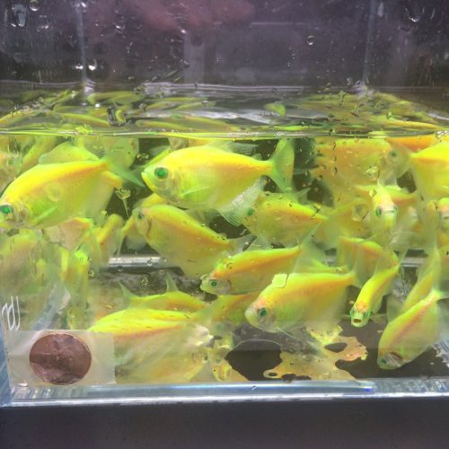 glofish green tetra 442155