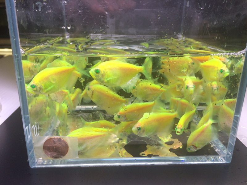 glofish green tetra 442155