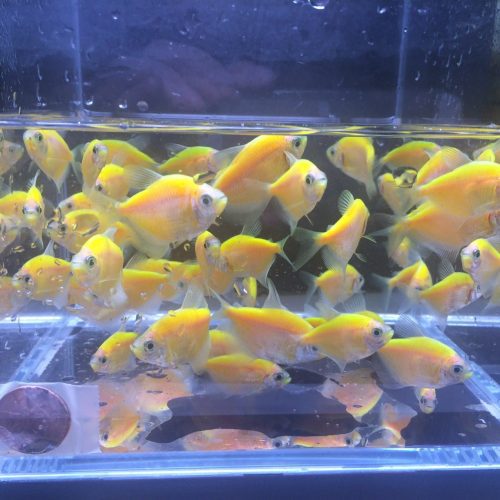 glofish orange tetra 140188