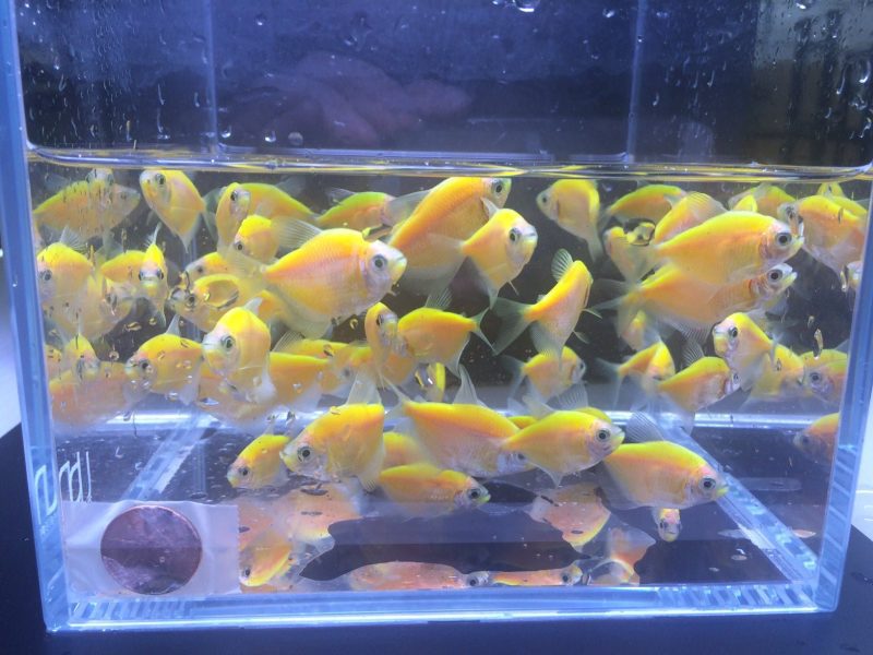 glofish orange tetra 140188