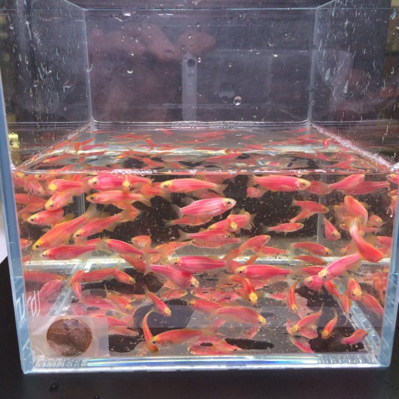 glofish purple danio 109482