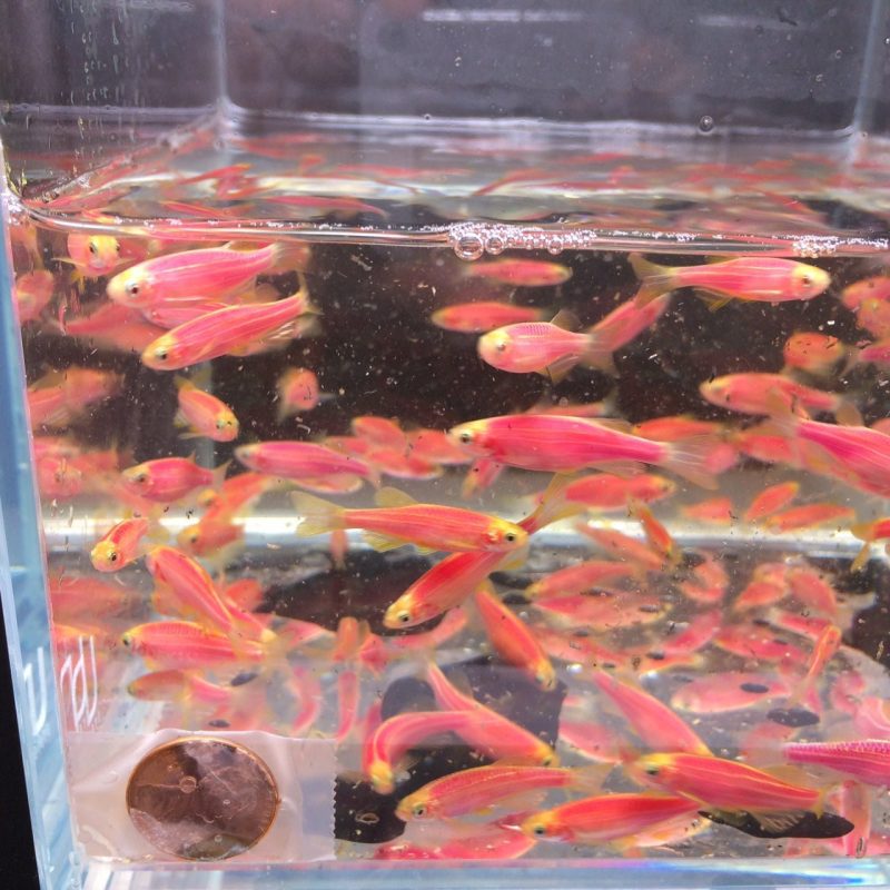 glofish purple danio 397509