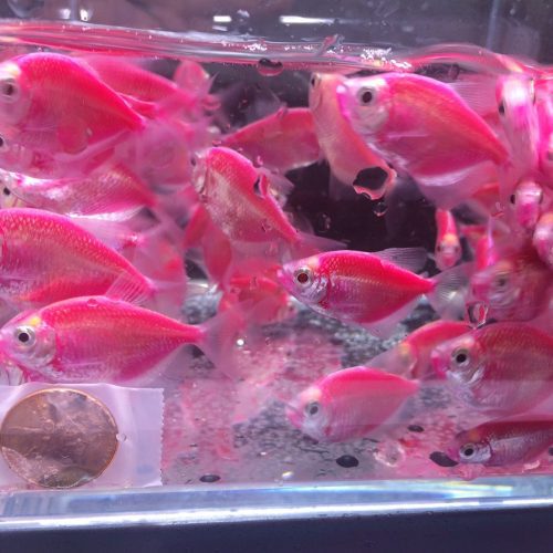 glofish purple tetra 178808