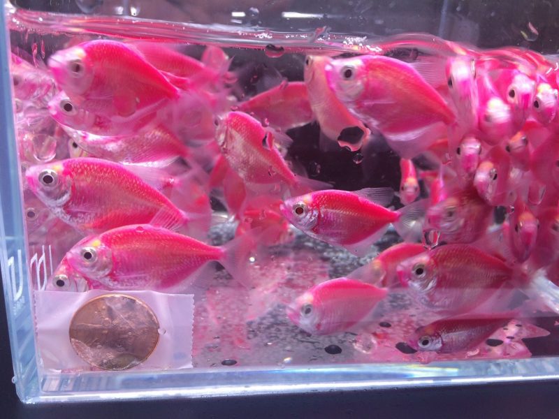 glofish purple tetra 178808