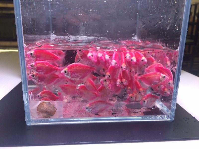 glofish purple tetra 585525