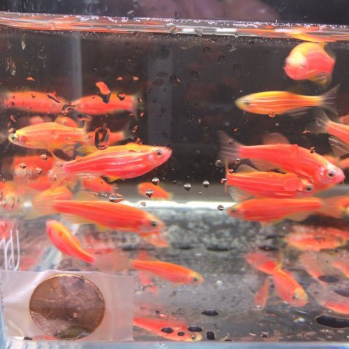 glofish red danio 373258