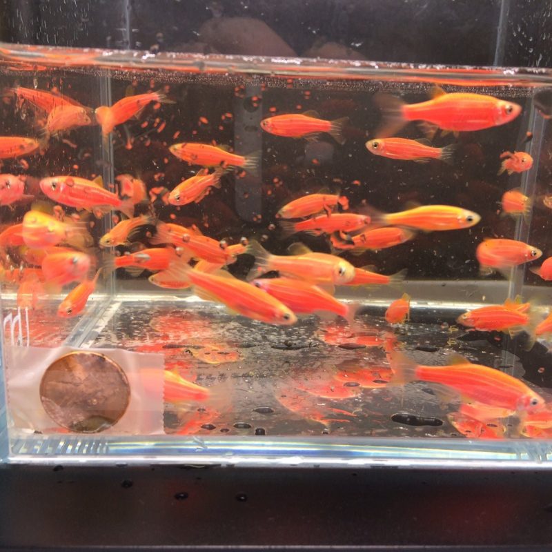 glofish red danio 727185