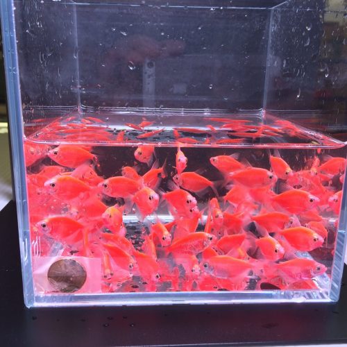 glofish red tetra 215035