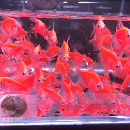 glofish red tetra 712809