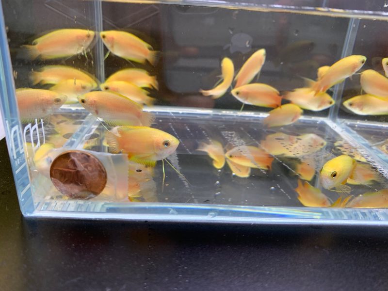 gold honey gourami 202807