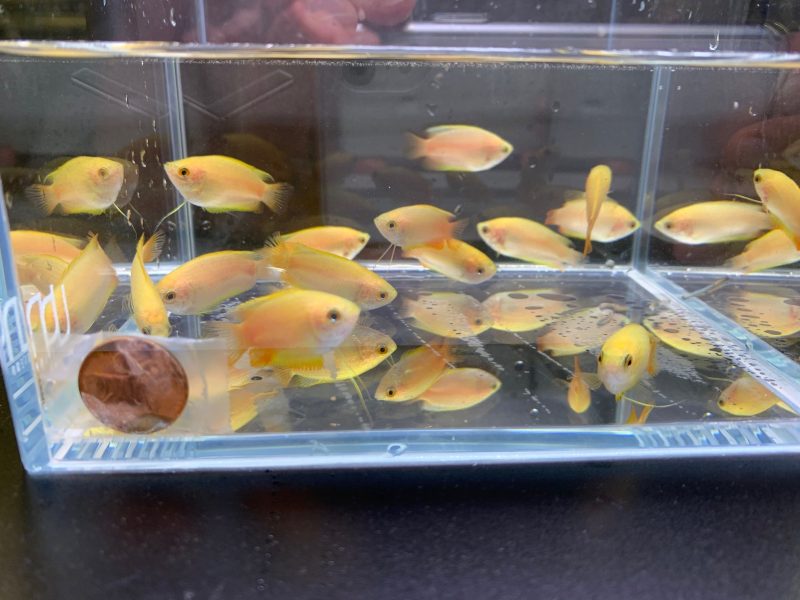 gold honey gourami 663318