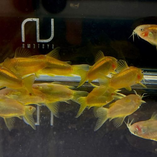 gold laser cory 679863