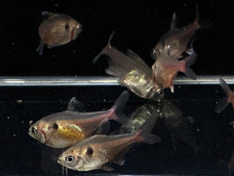 gold phantom tetra 147916